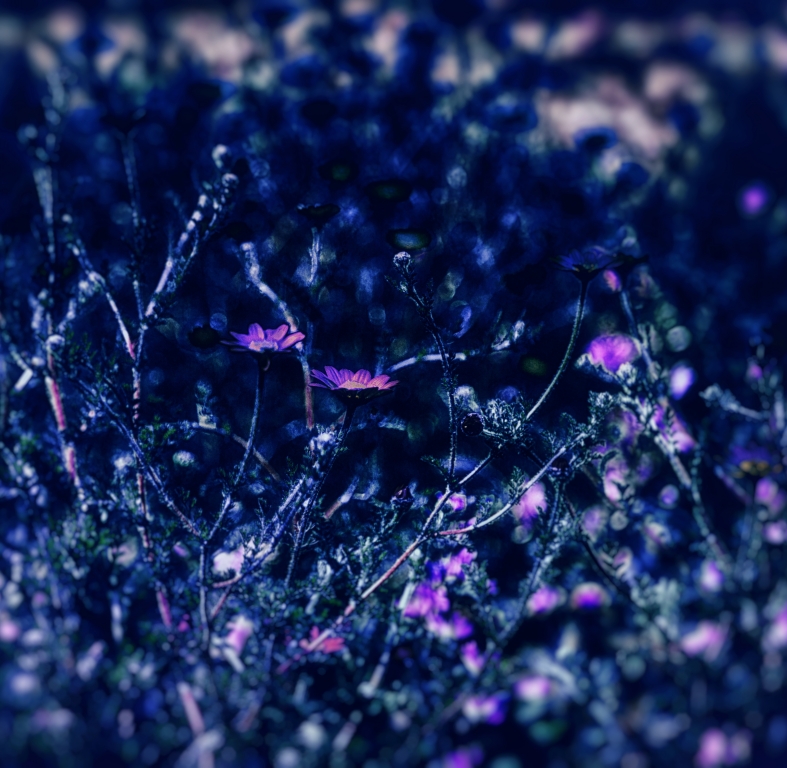 PAINTED NIGHT