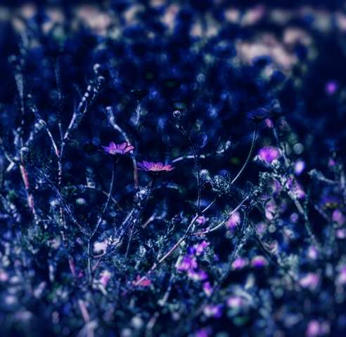 PAINTED NIGHT