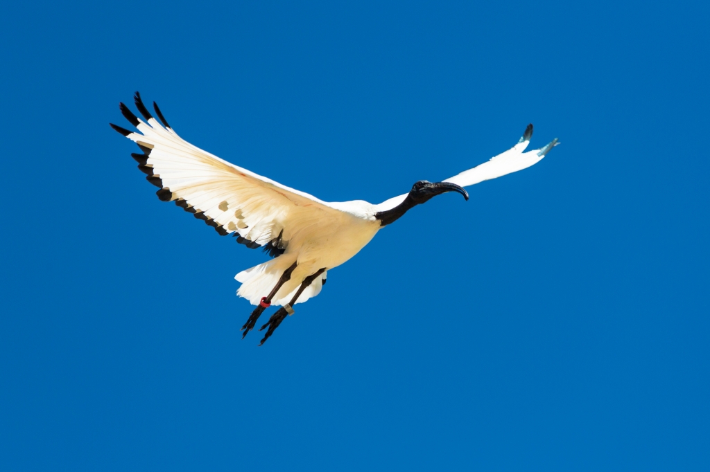 Ibis in volo