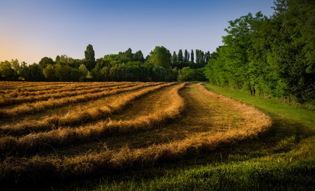Campi al tramonto