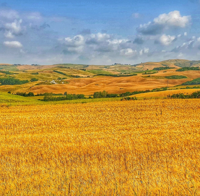 Estate toscana