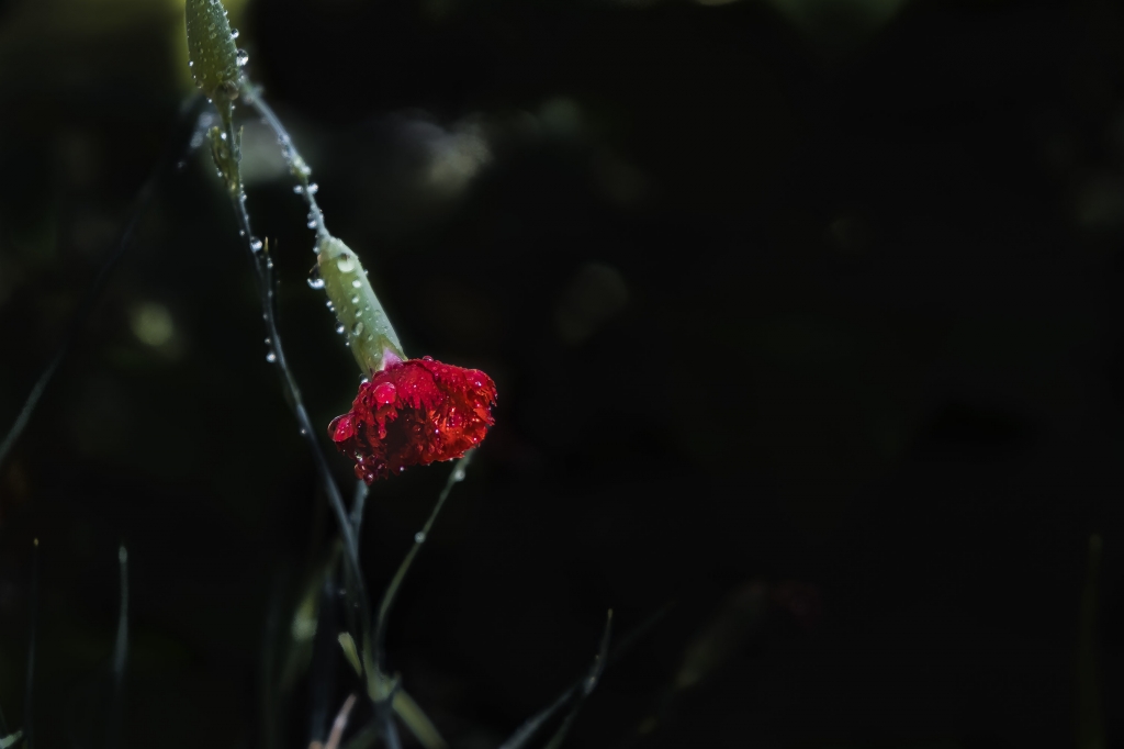 Il garofano rosso