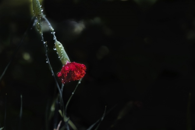 Il garofano rosso