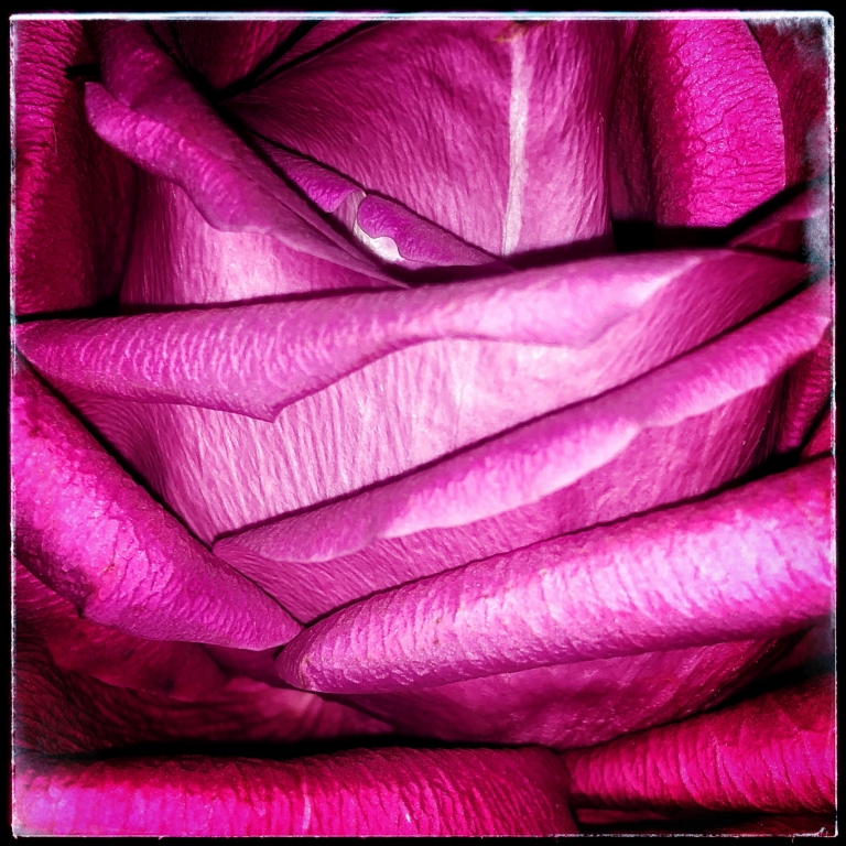 Dentro la rosa...
