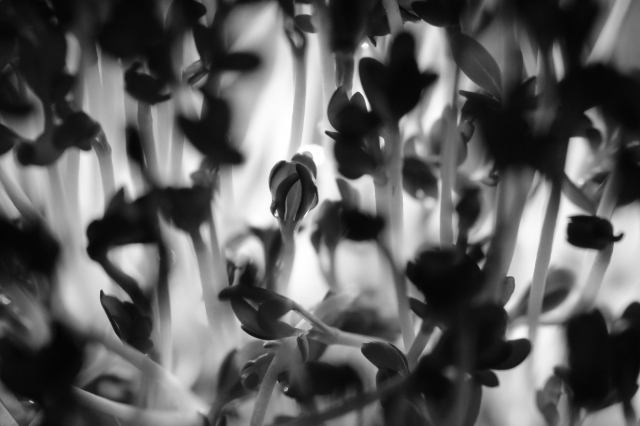 Germogli in macro · eugeniacarossa