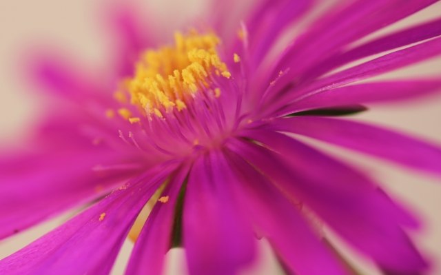 FIORE DI MESEMBRIANTEMO