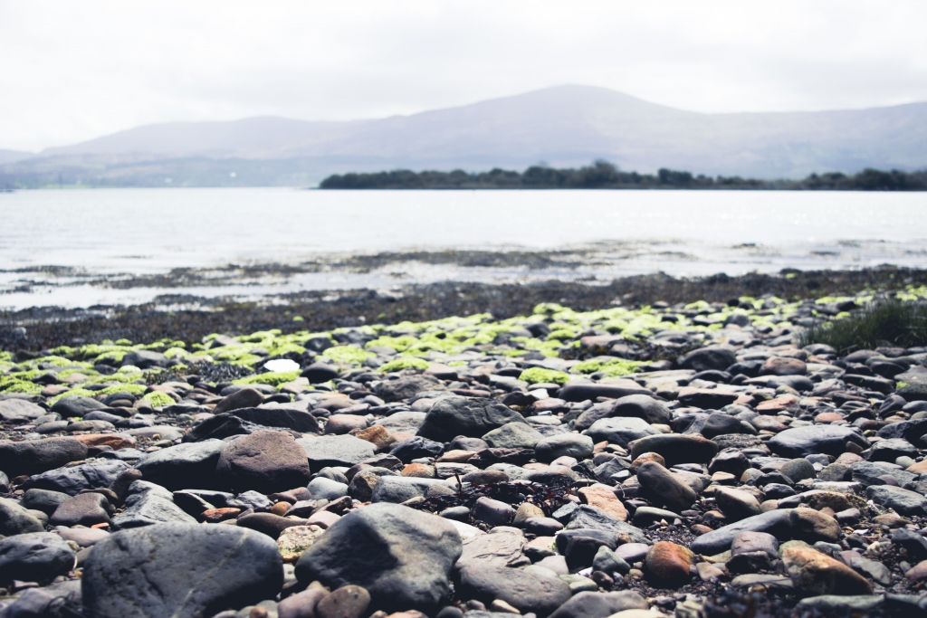 seaweed carpet
