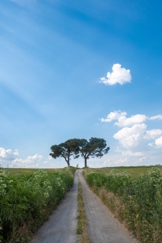 Sentiero in campagna con alberi gemelli