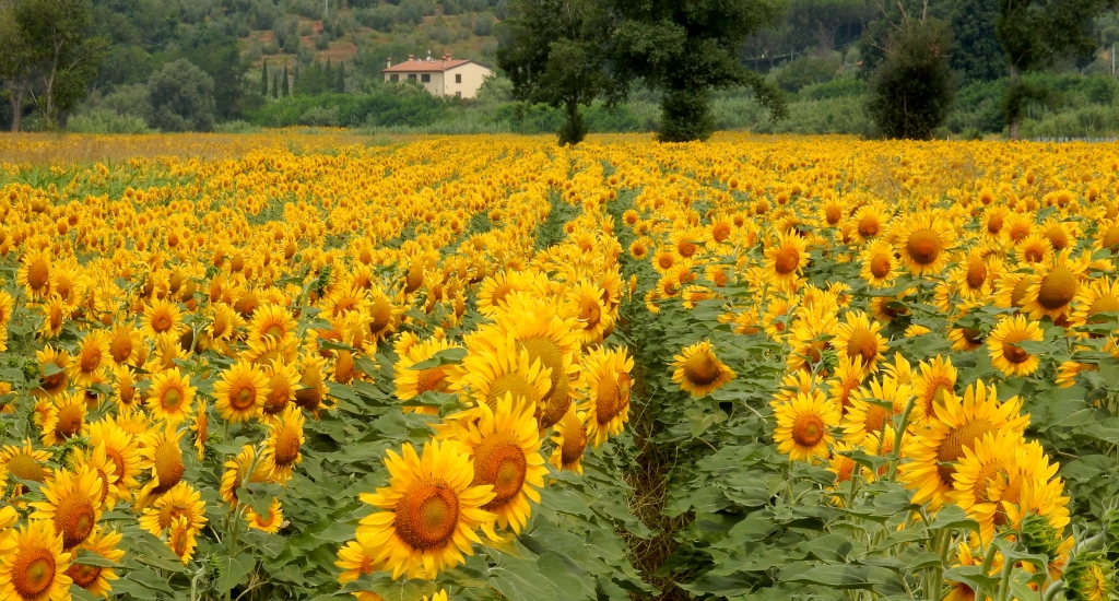 sotto il sole della toscana