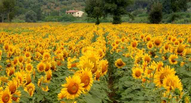 sotto il sole della toscana