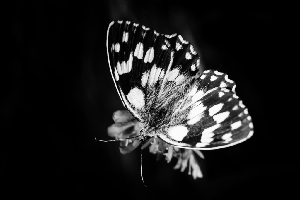 Disegni della natura