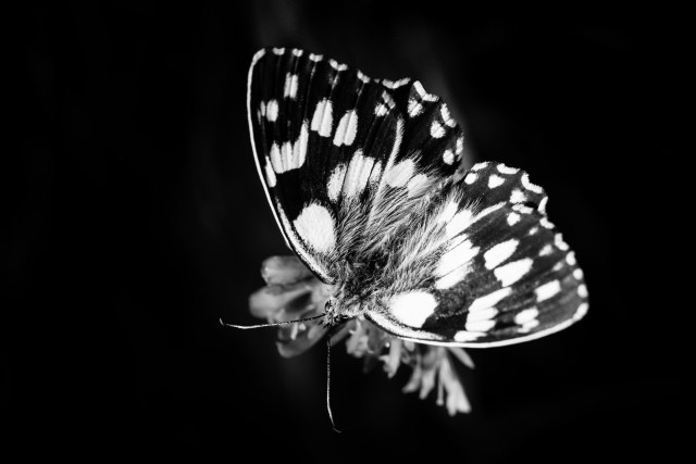 Disegni della natura