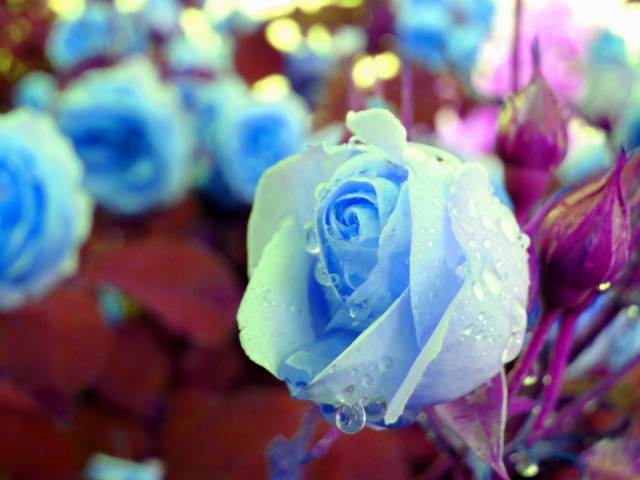 Roses bleu recoloré art moderne · papillon200