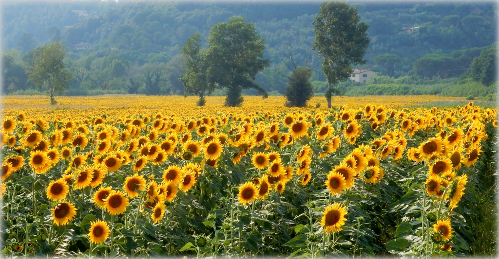 profili di toscana