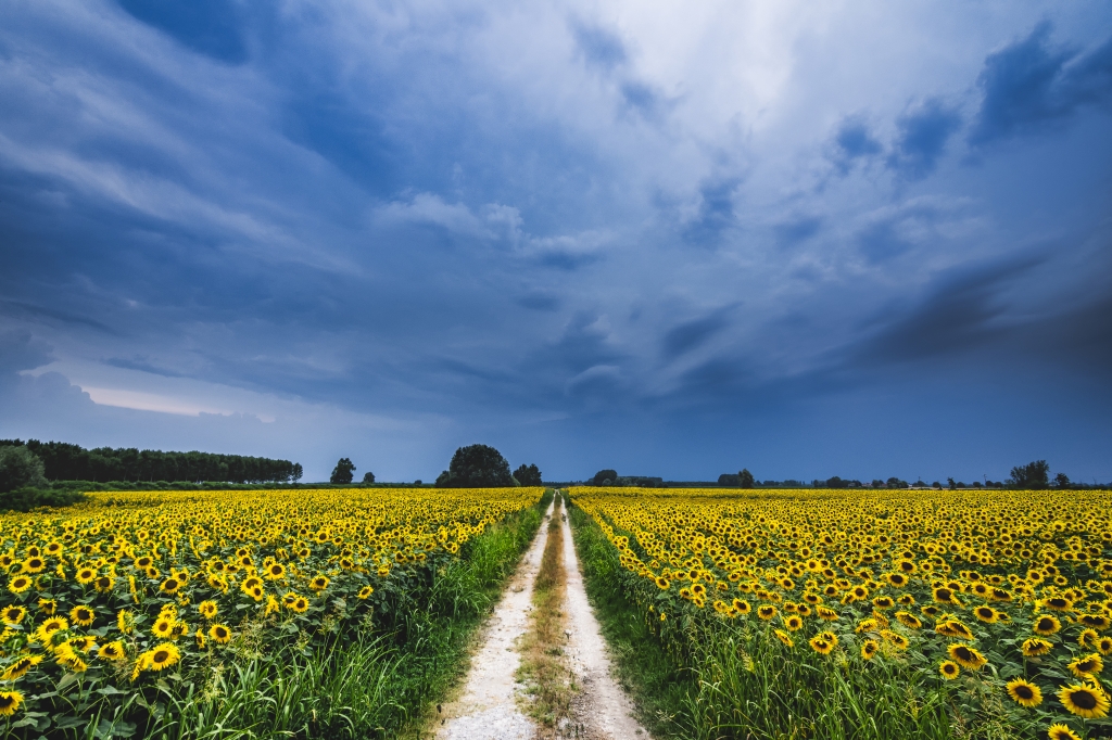 temporale sui girasoli