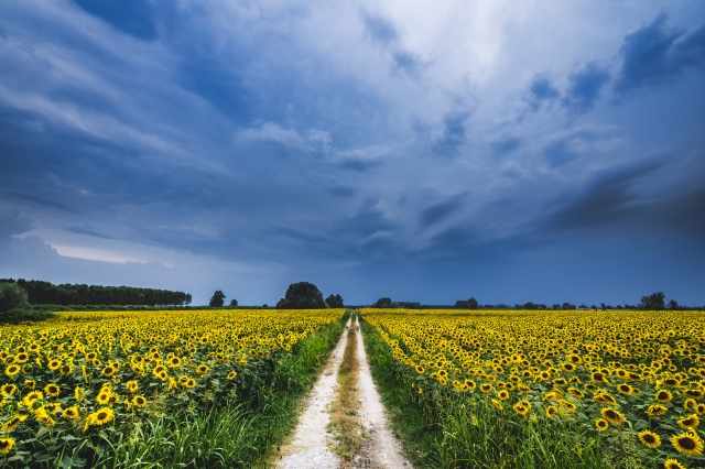 temporale sui girasoli