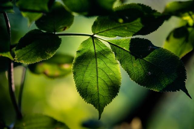 Foglie in controluce