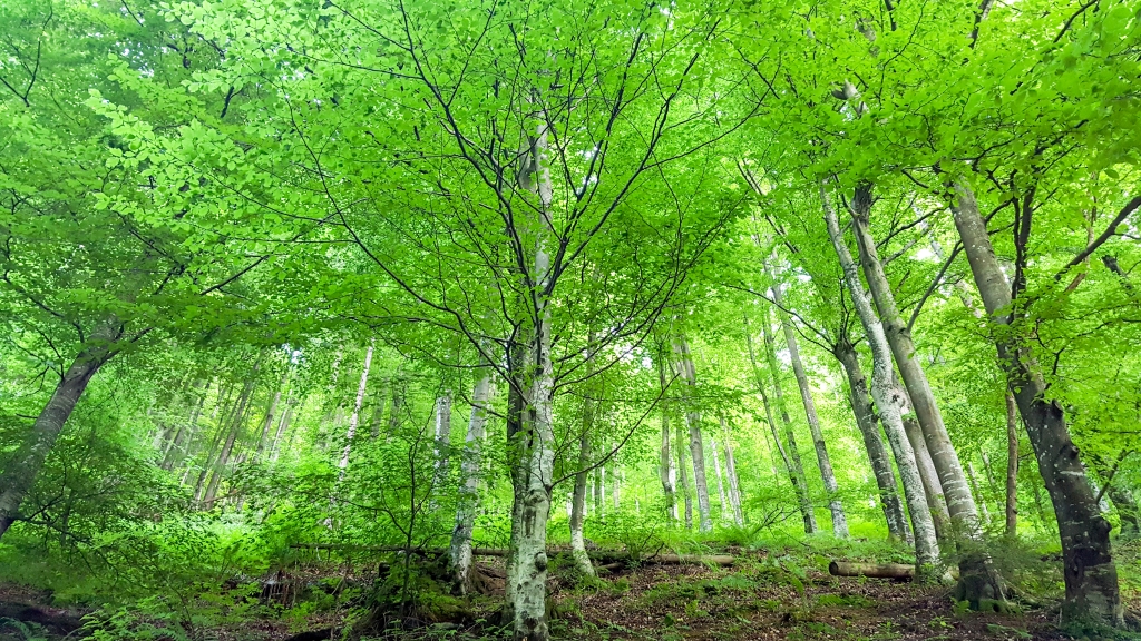 LA FORESTA VERDE
