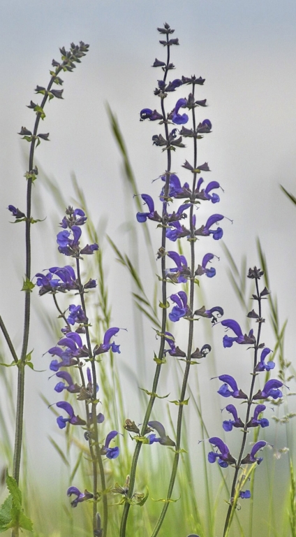 Fiori di campo