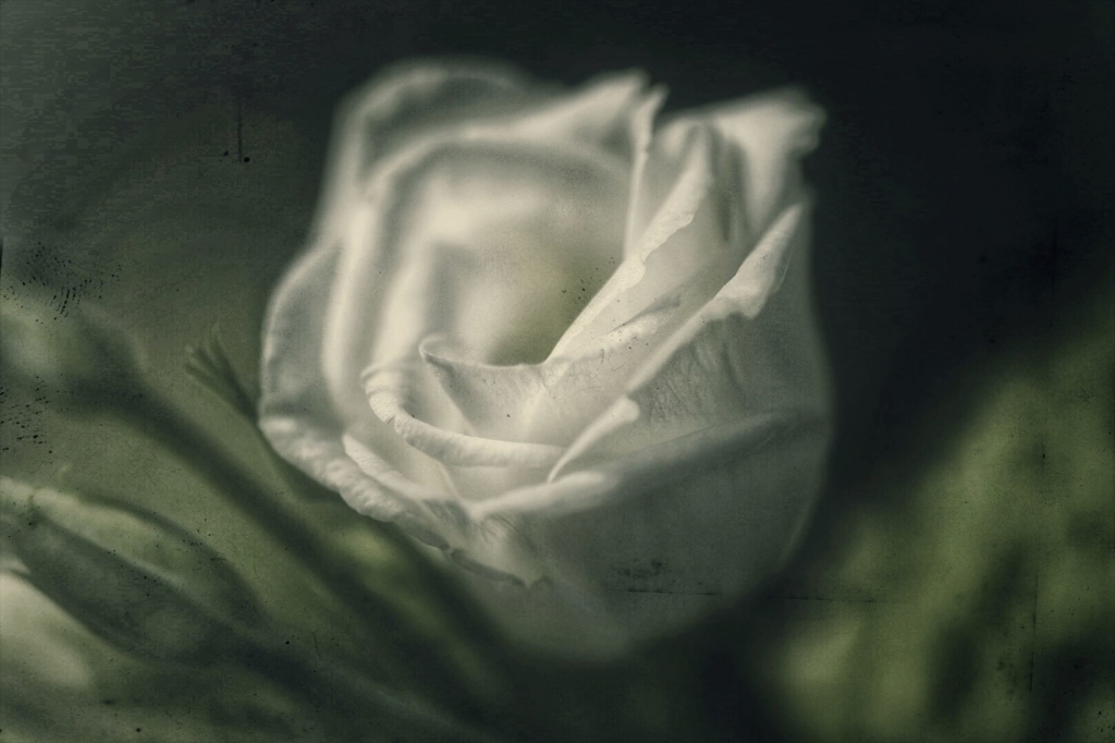 Fiore bianco