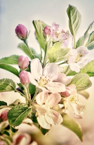 Fiori di pesco