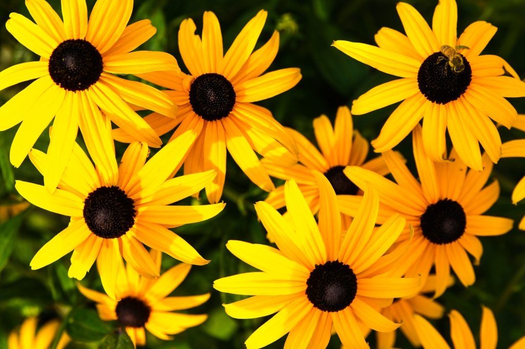 Black Eyed Susan