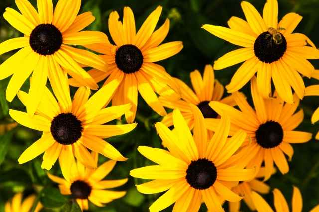 Black Eyed Susan