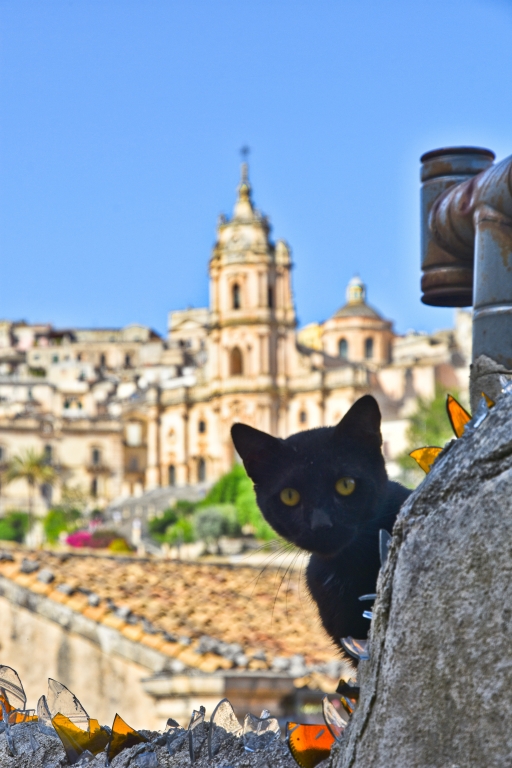 Un gatto curioso fra le vecchie case di Modica