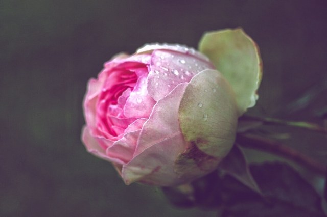 Una rosa