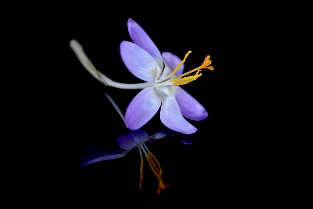 Fiore viola