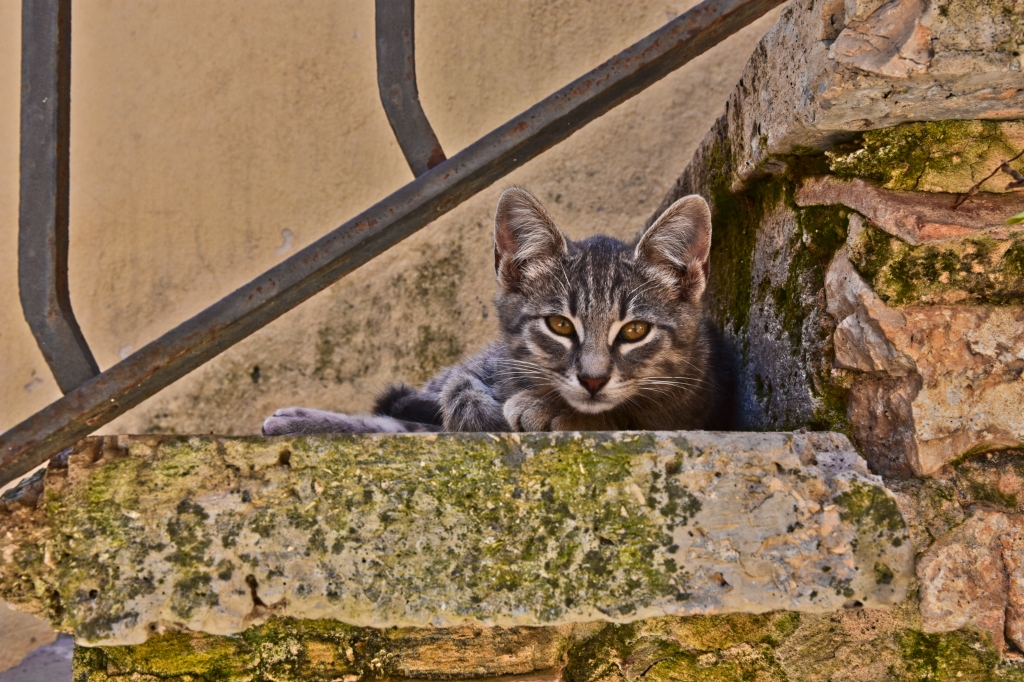 Lo sguardo intenso di un piccolo gatto