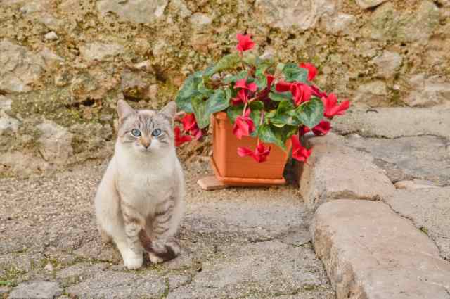 La tenerezza di un gatto