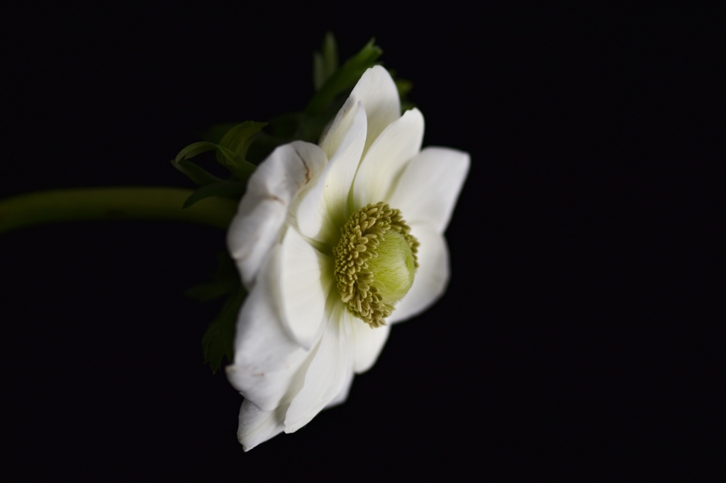 Anemone bianco