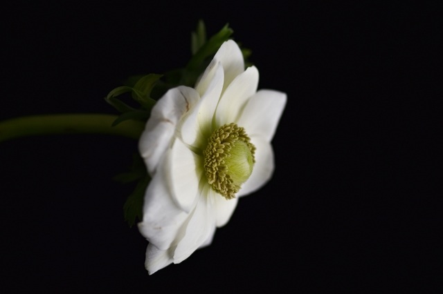 Anemone bianco