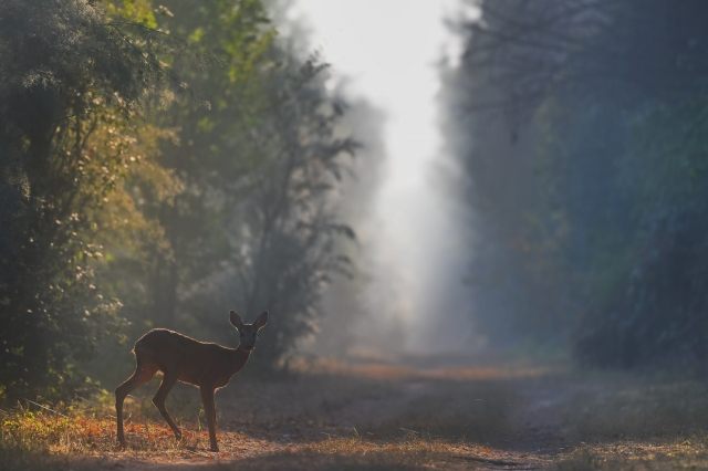 Capriolo