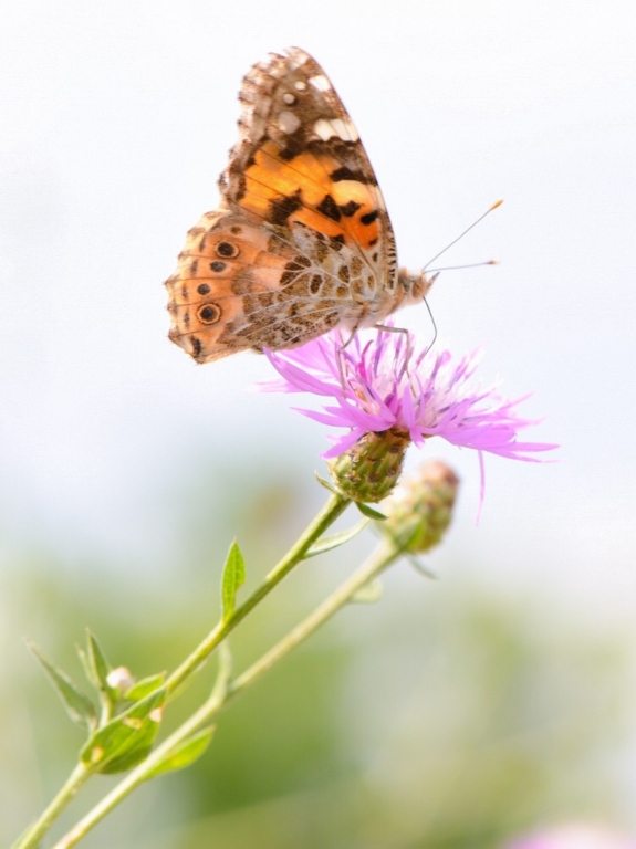 Farfalla su fiore di campo