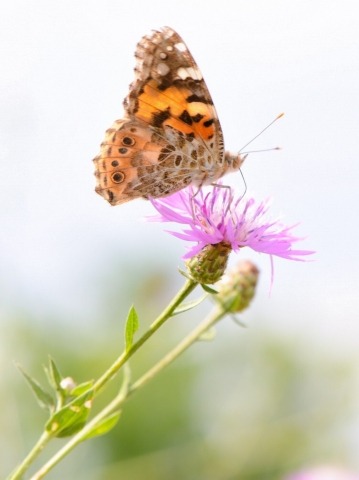 Farfalla su fiore di campo