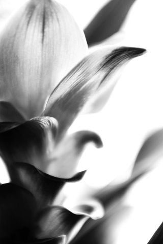 Fiore di curcuma