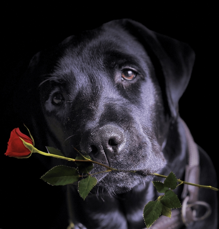Rosa rossa per te