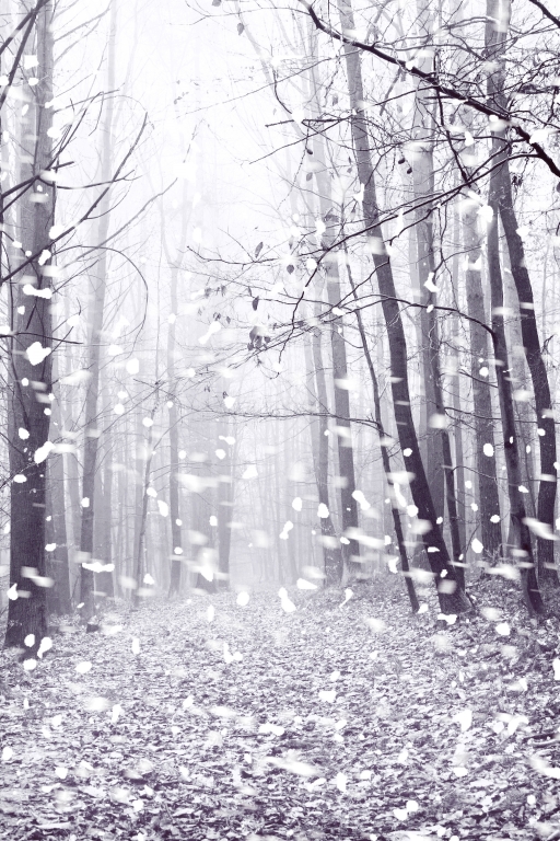winter forest