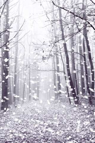 winter forest