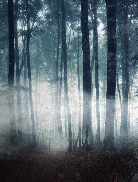 foresta con nebbia