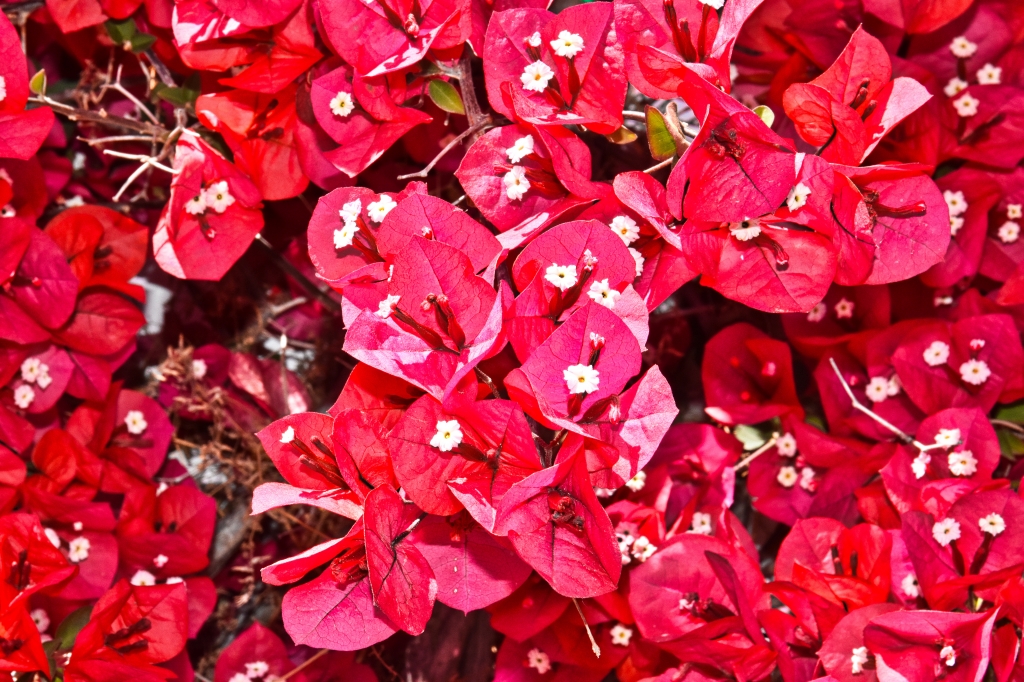 Esplosione di colore rosso