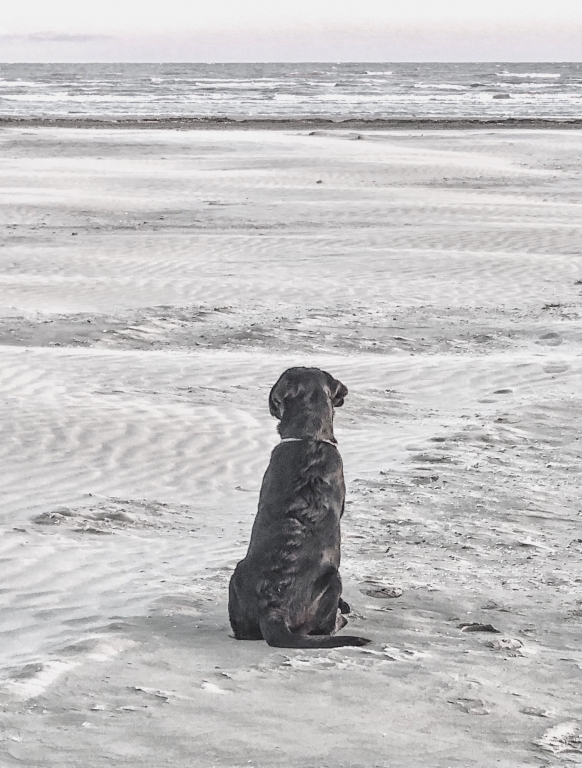 Il cane e il mare