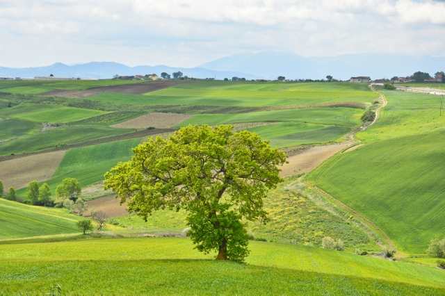 Il verde della campagna italiana