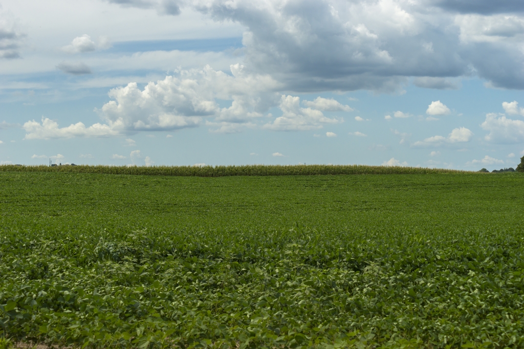 Campagna verde