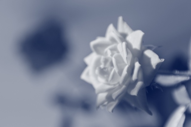 La Rosa in Blue