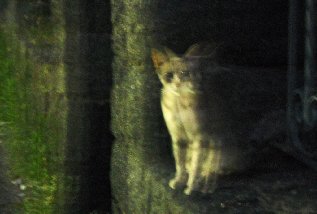 Il Gatto Fantasma