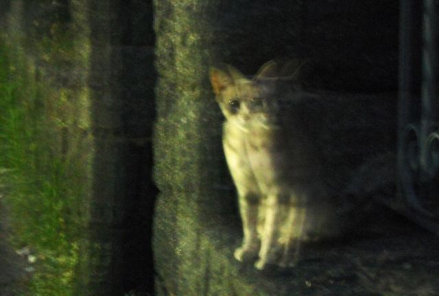 Il Gatto Fantasma