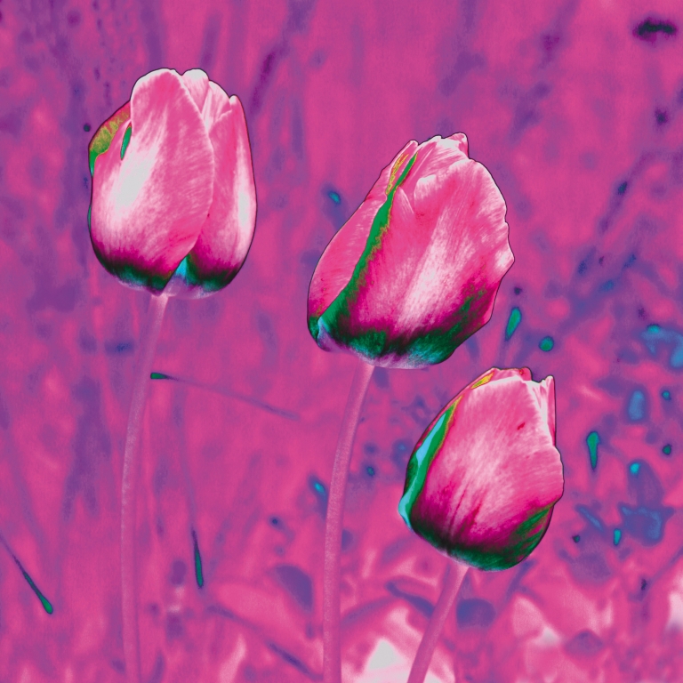 Tulipano doppato